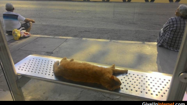 cat