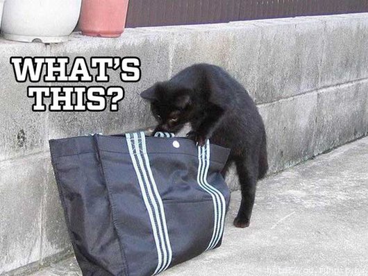 10-cats-trying-to-figure-put-how-the-world-works9