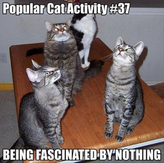 22-things-cat-owners-will-understand03