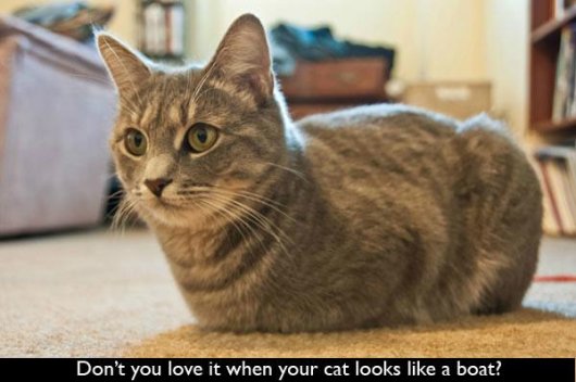 22-things-cat-owners-will-understand08