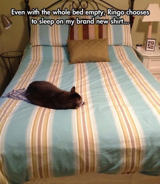 22-things-cat-owners-will-understand13