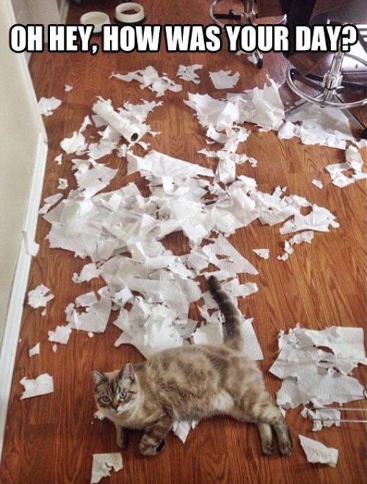 22-things-cat-owners-will-understand16