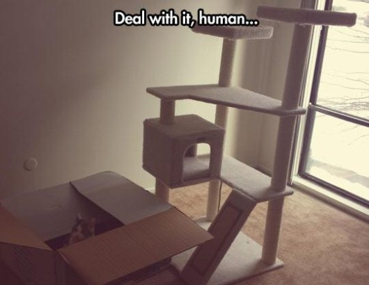 22-things-cat-owners-will-understand17