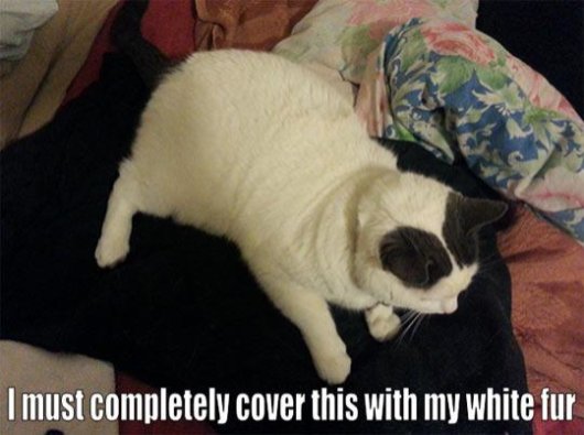 22-things-cat-owners-will-understand19