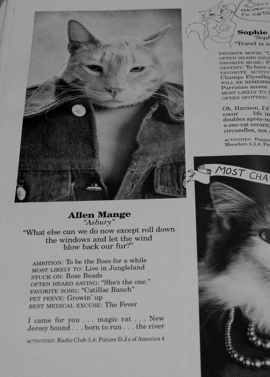 wtf-hilarious-funny-cat-yearbook-cat-photos-yearbook-for-cats17