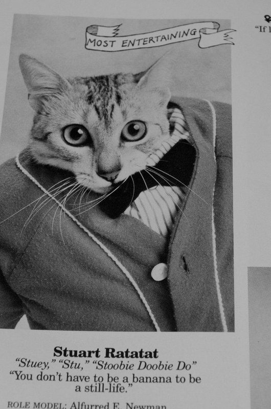 wtf-hilarious-funny-cat-yearbook-cat-photos-yearbook-for-cats18