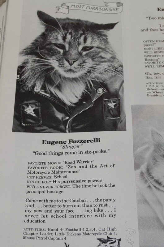 wtf-hilarious-funny-cat-yearbook-cat-photos-yearbook-for-cats19