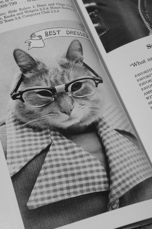 wtf-hilarious-funny-cat-yearbook-cat-photos-yearbook-for-cats2