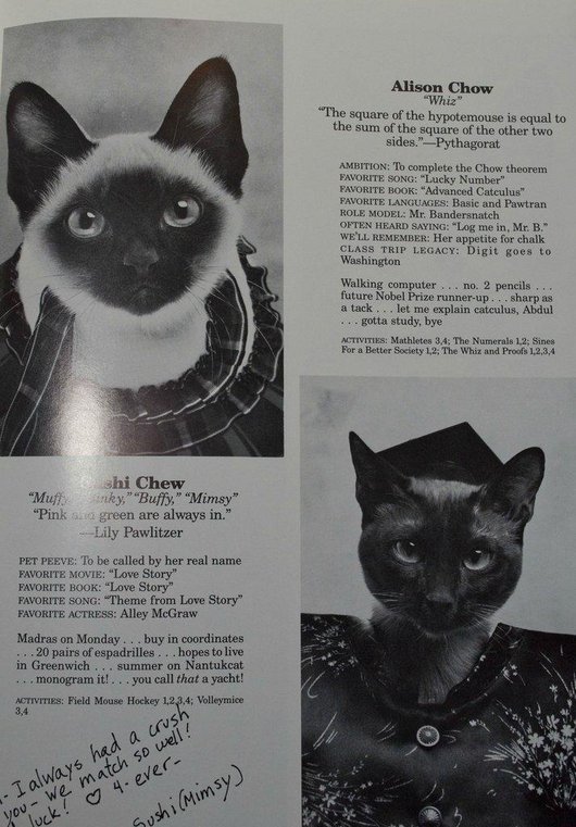 wtf-hilarious-funny-cat-yearbook-cat-photos-yearbook-for-cats20