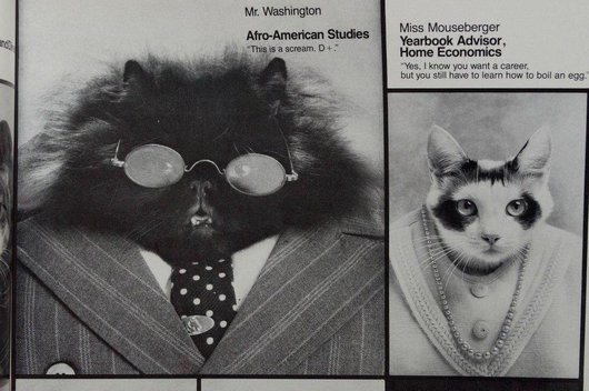 wtf-hilarious-funny-cat-yearbook-cat-photos-yearbook-for-cats22