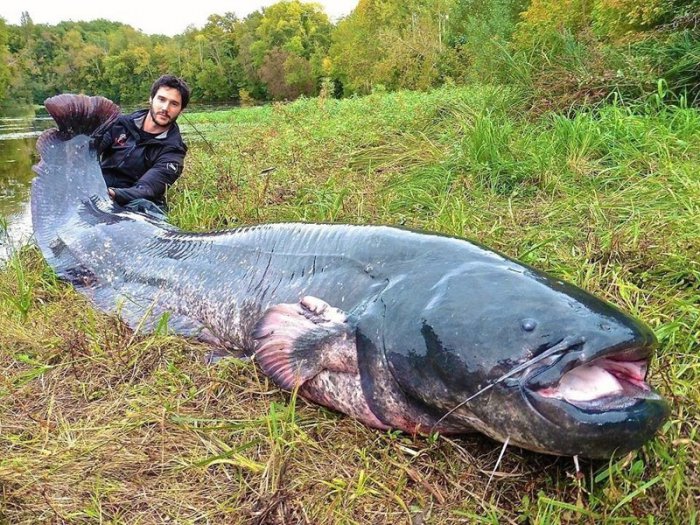 Ugliest Fishes on Earth Collection 19 PICS.